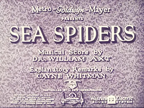 Sea Spiders