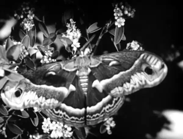 Microscopic Mysteries scene