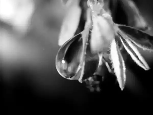 Microscopic Mysteries scene
