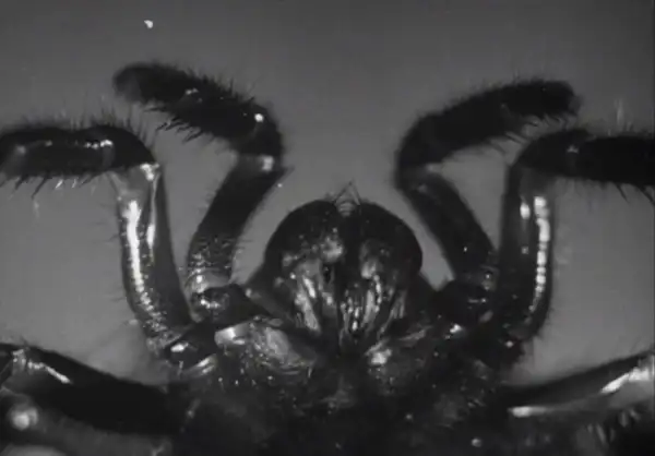 Microscopic Mysteries photo