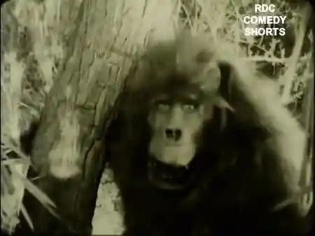 Monkey Business in Africa photo