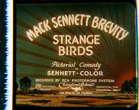 Strange Birds