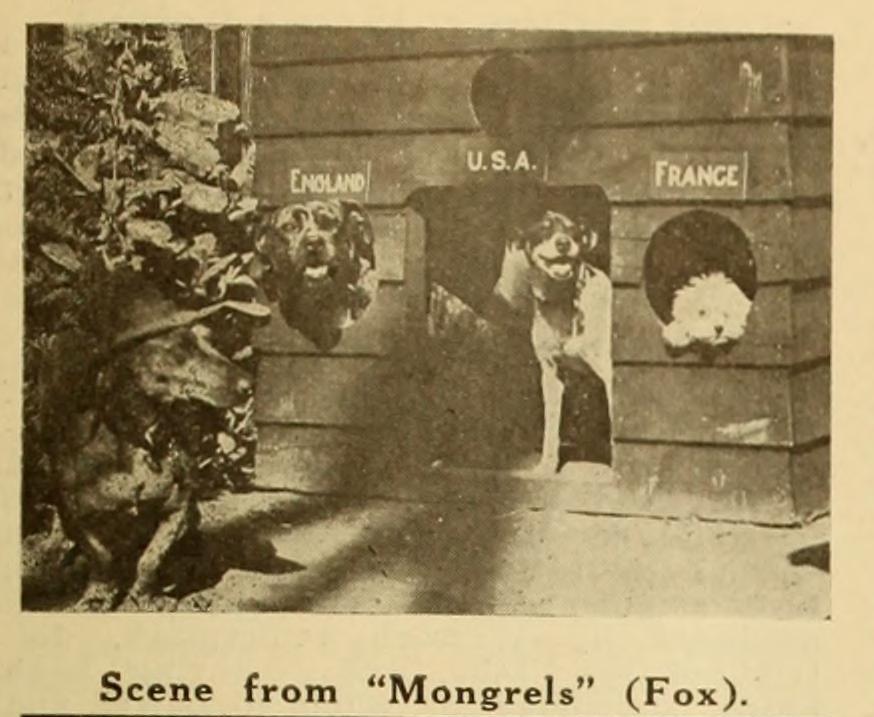 Mongrels photo