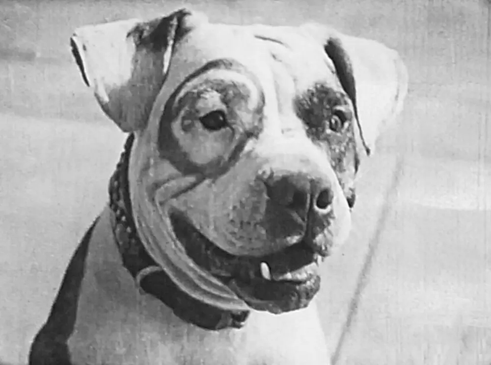 Buster's Skyrocket scene