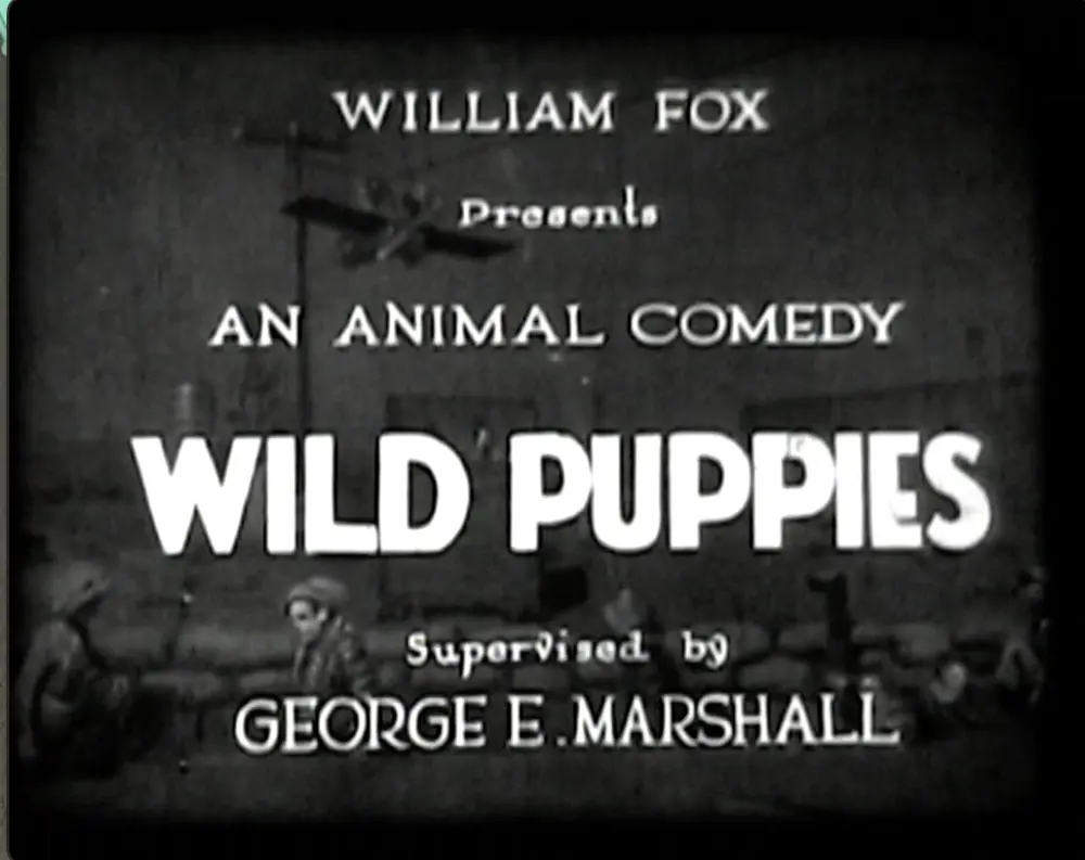 Wild Puppies photo