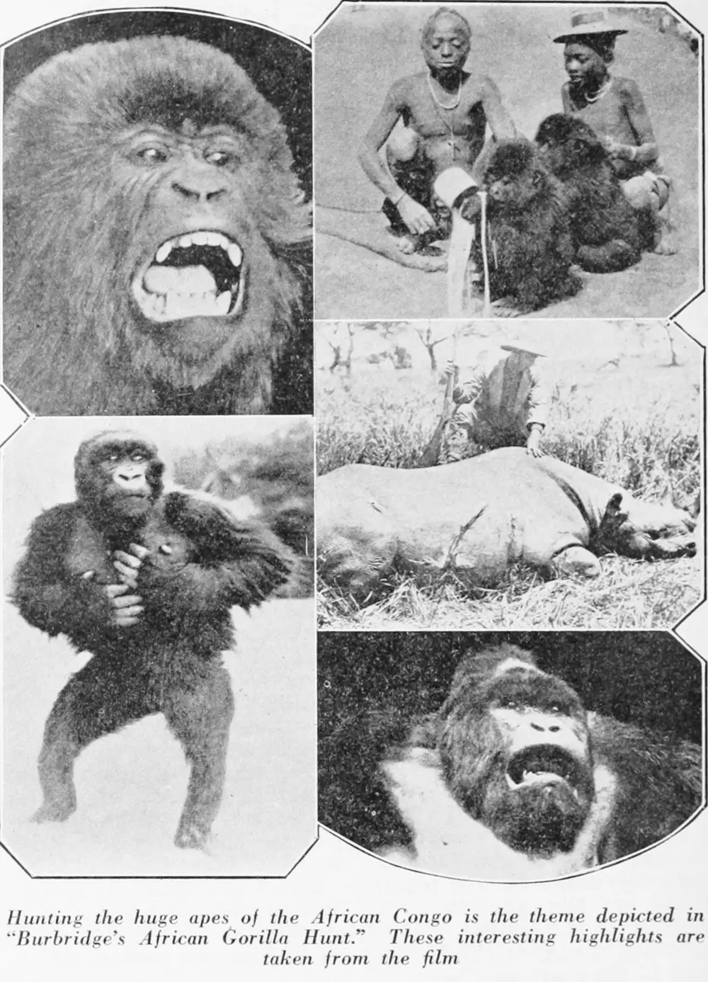 The Gorilla Hunt scene