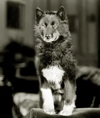 Balto's Race to Nome scene