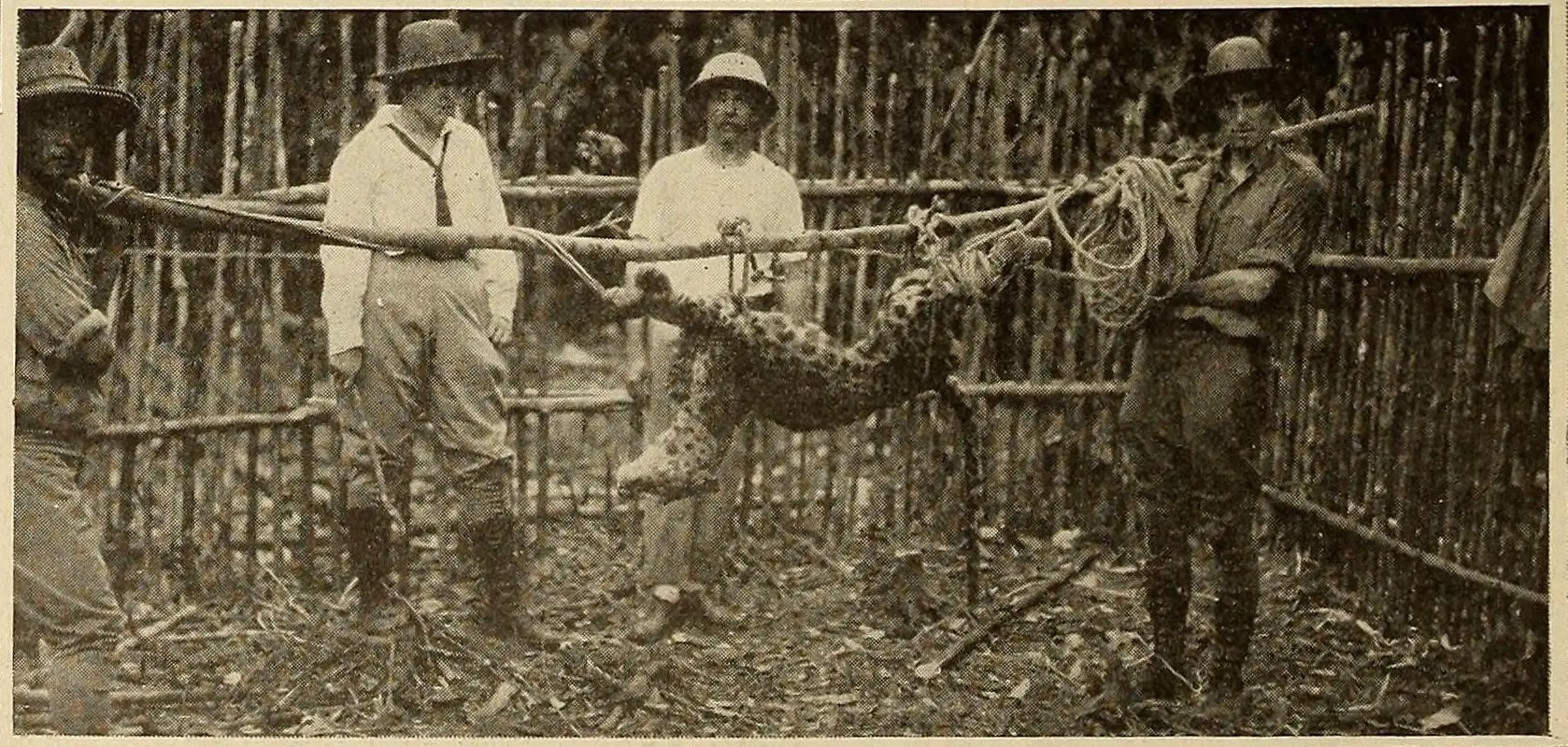 Wild Beasts of Borneo scene