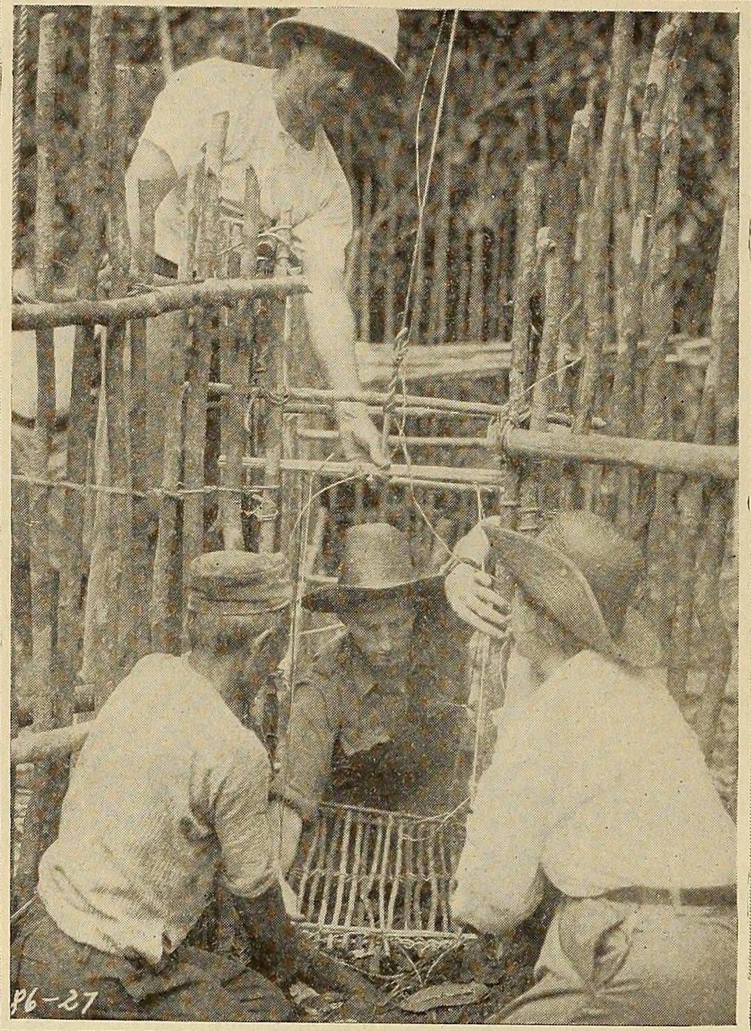Wild Beasts of Borneo scene