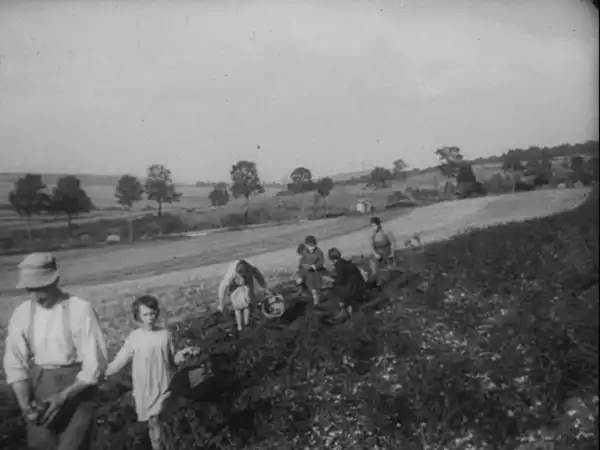 Prix et profits, la pomme de terre