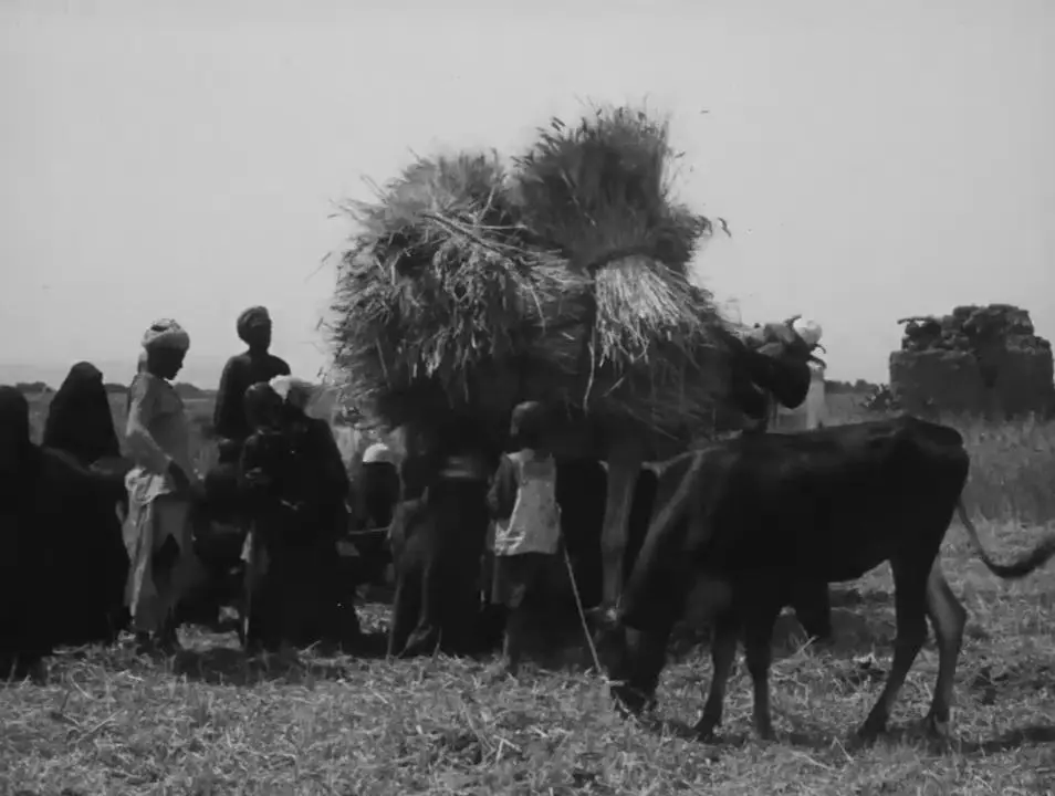 Daily Life in Egypt: Ancient and Modern scene
