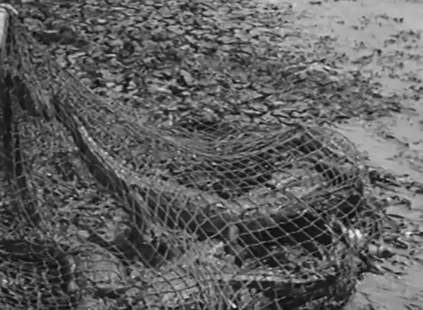 Catching Crocodiles photo