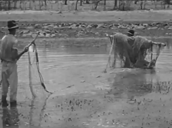 Catching Crocodiles photo