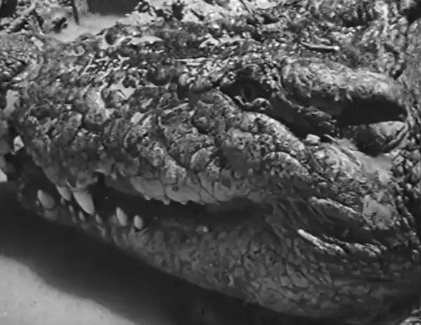 Catching Crocodiles photo