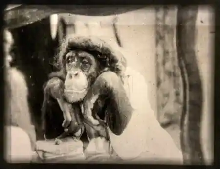 Apeing Hollywood photo