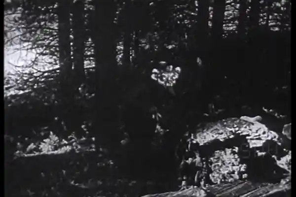The Wood Nymphs photo