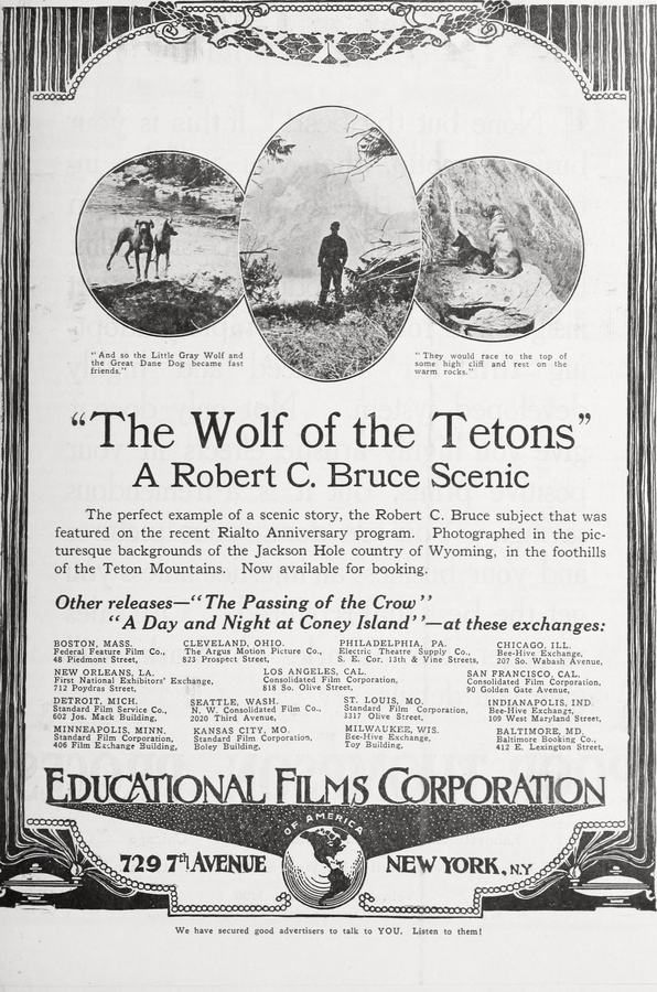 The Wolf of the Tetons