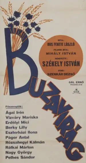 Búzavirág