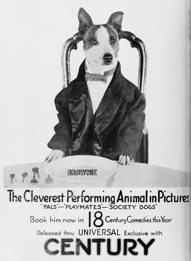 Society Dogs