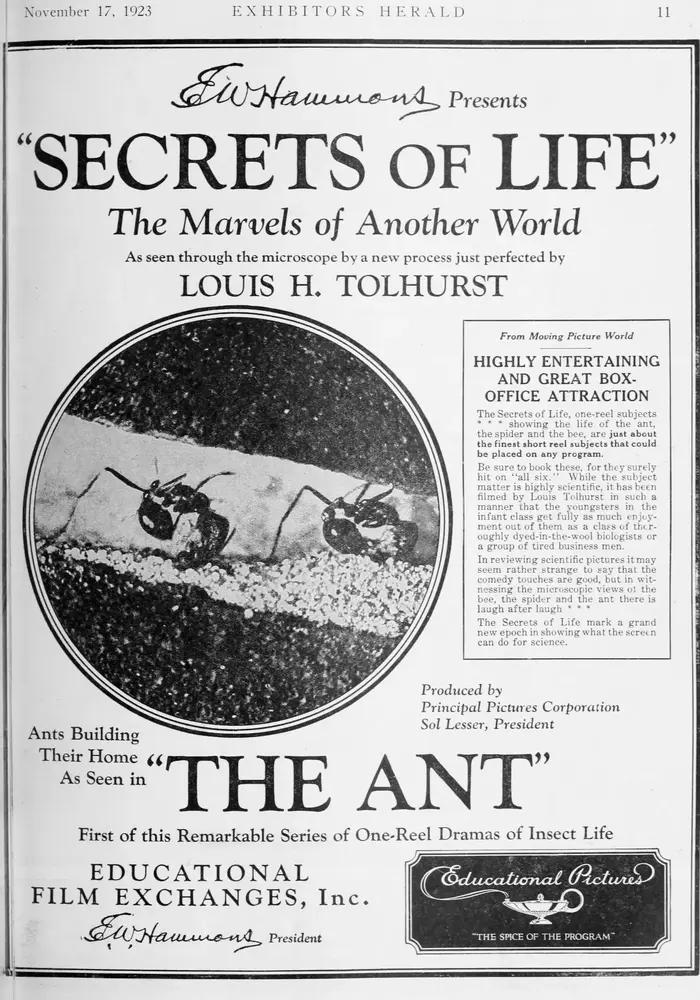 The Ant