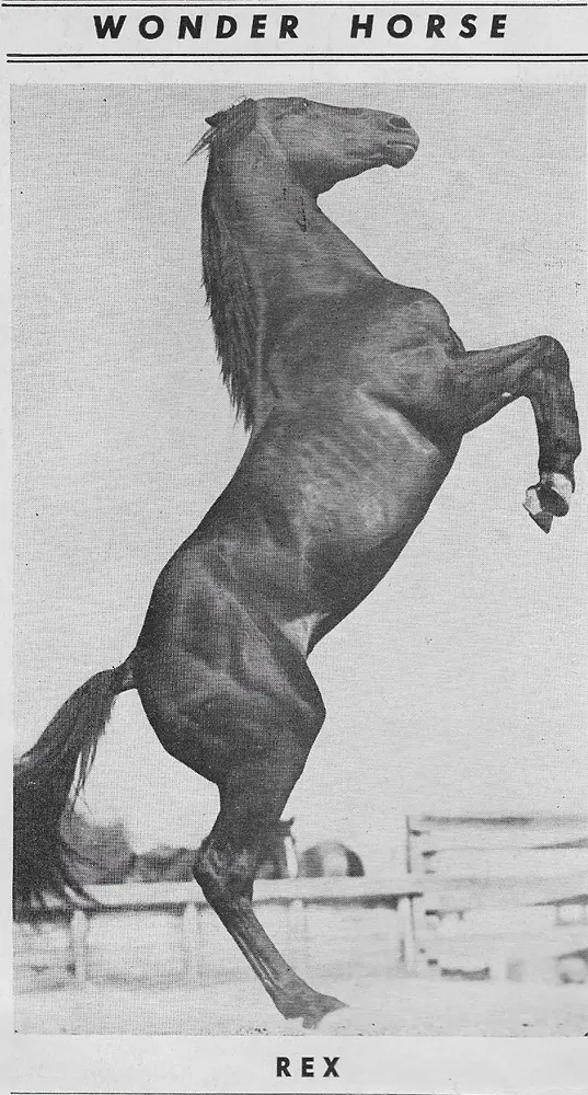 Rex