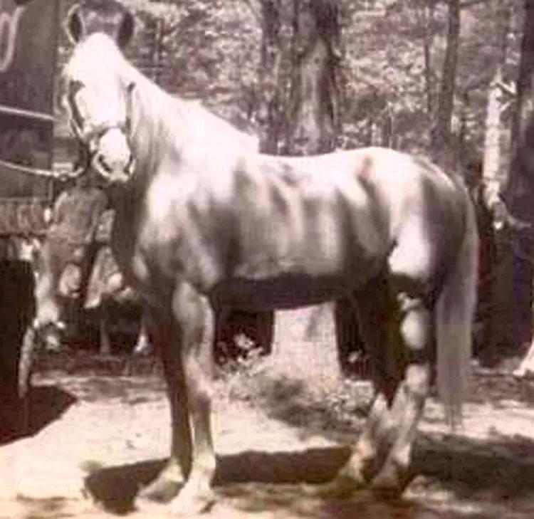 Tarzan