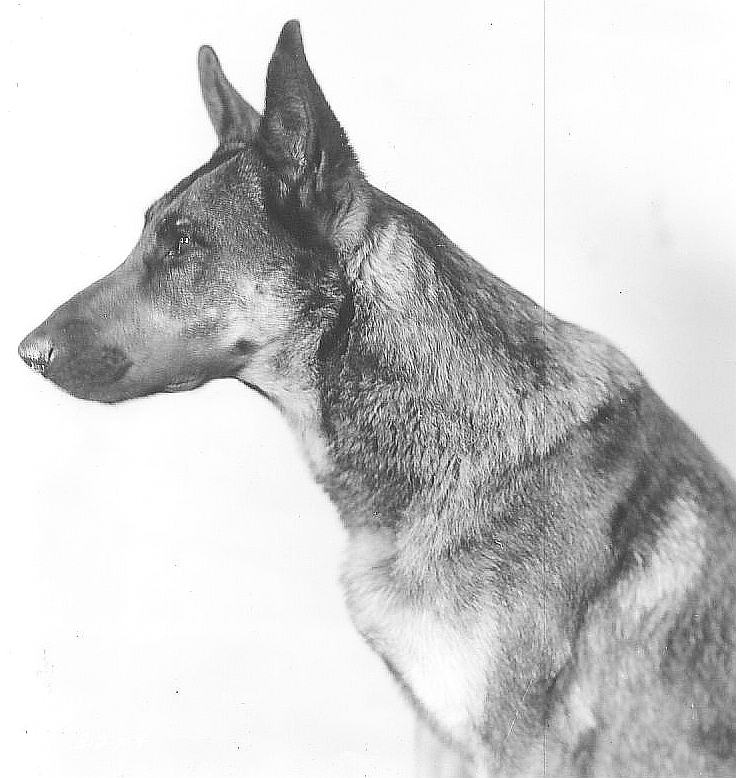 Napoleon the Dog