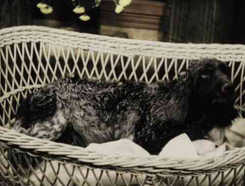 Queenie the Dog