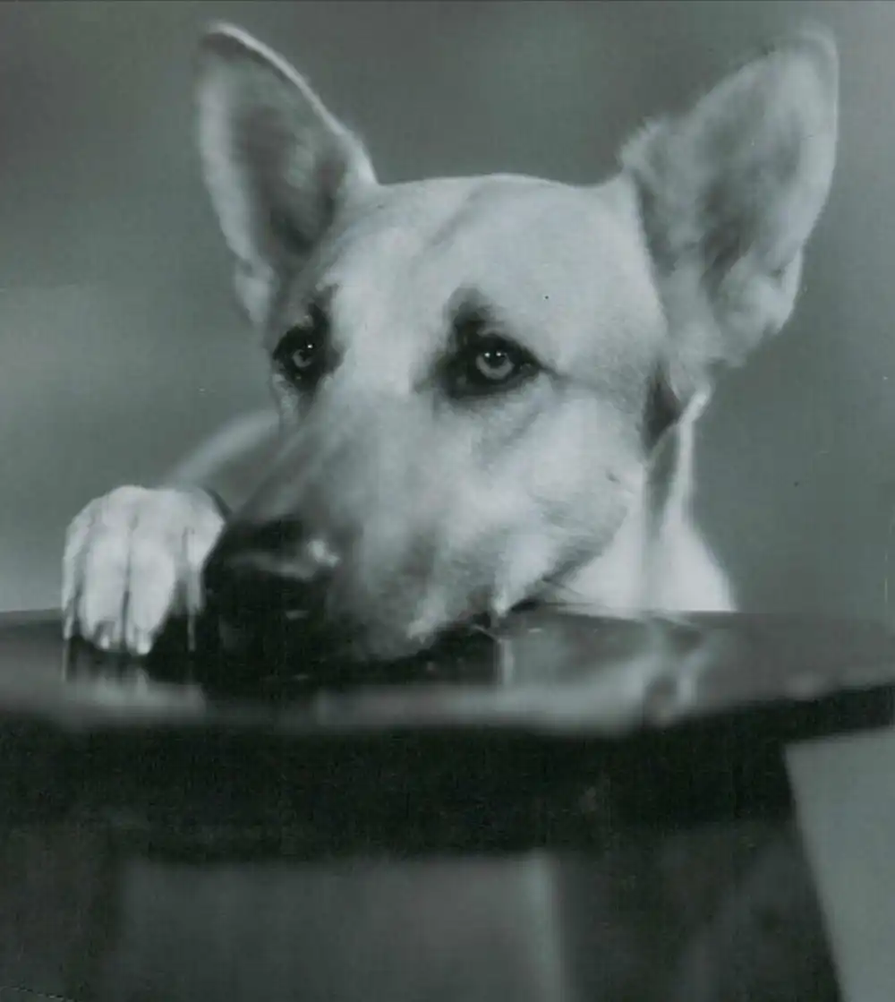 Flash the Dog