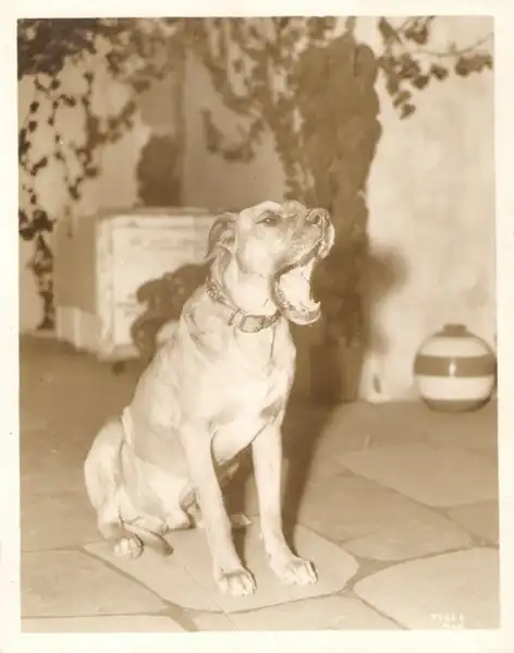 Von the Dog